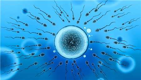 <b>长春供卵代孕性别选择</b>_精卵结合后在什么地方发育